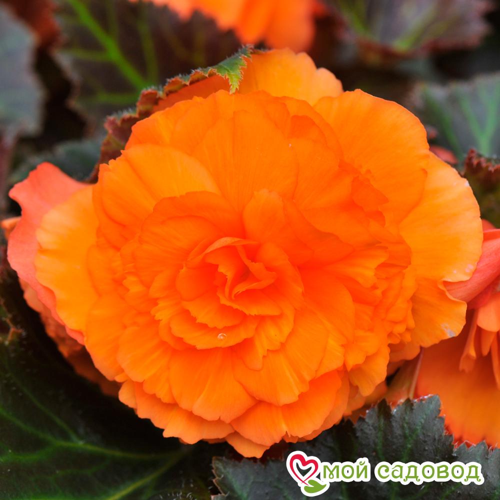 Бегония махровая Оранжевая