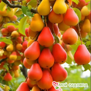 Груша Алтайская Красавица